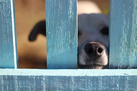 A dog peeks out of a vinyl fence from America's Backyard, Fence Installers in Naperville IL